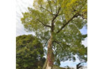 山根池のムクノキ-04
