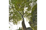 山根池のムクノキ-05