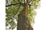 山根池のムクノキ-08