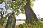山根池のムクノキ-09