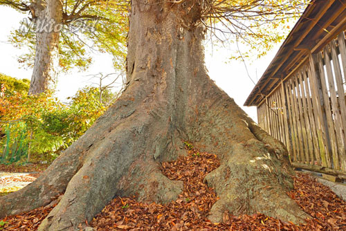 石井神社のケヤキ-01