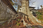 石井神社のケヤキ-07