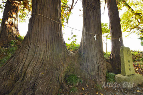 大井神社の親子杉-01