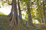 大井神社の親子杉-08