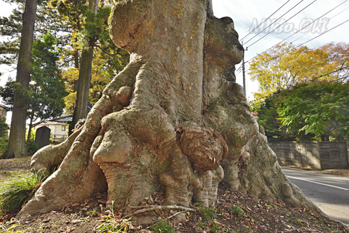 小原神社のケヤキ群(A)-01
