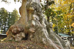 小原神社のケヤキ群(A)-04