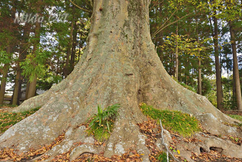 小原神社のケヤキ群(BC)-01