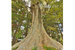 小原神社のケヤキ群(BC)-02