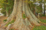 小原神社のケヤキ群(BC)-04