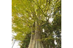 小原神社のケヤキ群(BC)-05
