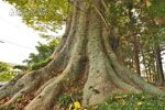 小原神社のケヤキ群(BC)-06