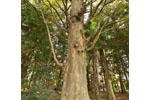 小原神社のケヤキ群(BC)-12