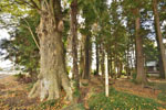 小原神社のケヤキ群(BC)-13