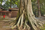 高房神社のシイ-04