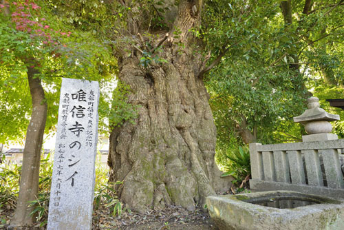 唯信寺のシイ-01