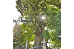 唯信寺のシイ-05