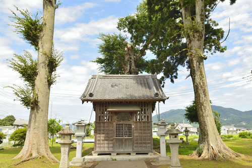田村神社のムクノキ-01