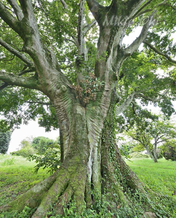 茨城県の巨木 中の島公園のエノキ群