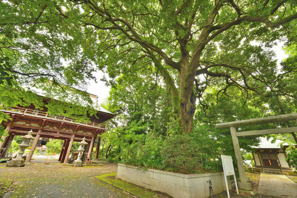 cm-東昌寺-01