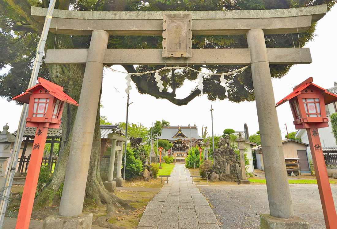 茨城県の巨木 境香取神社のスダジイ