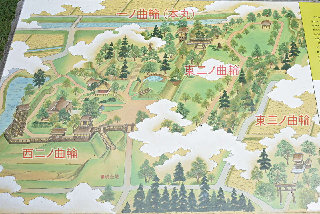 茨城県の巨木 長井戸香取神社のトチノキ