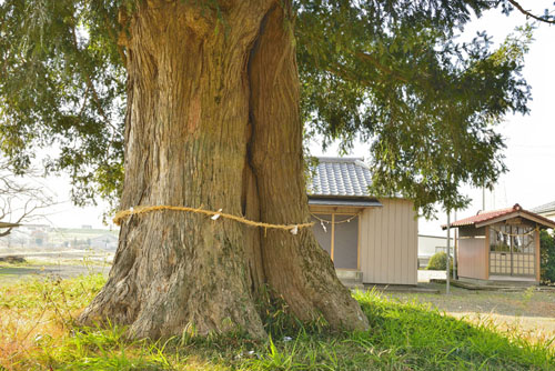 金岡香取神社のカヤ-01