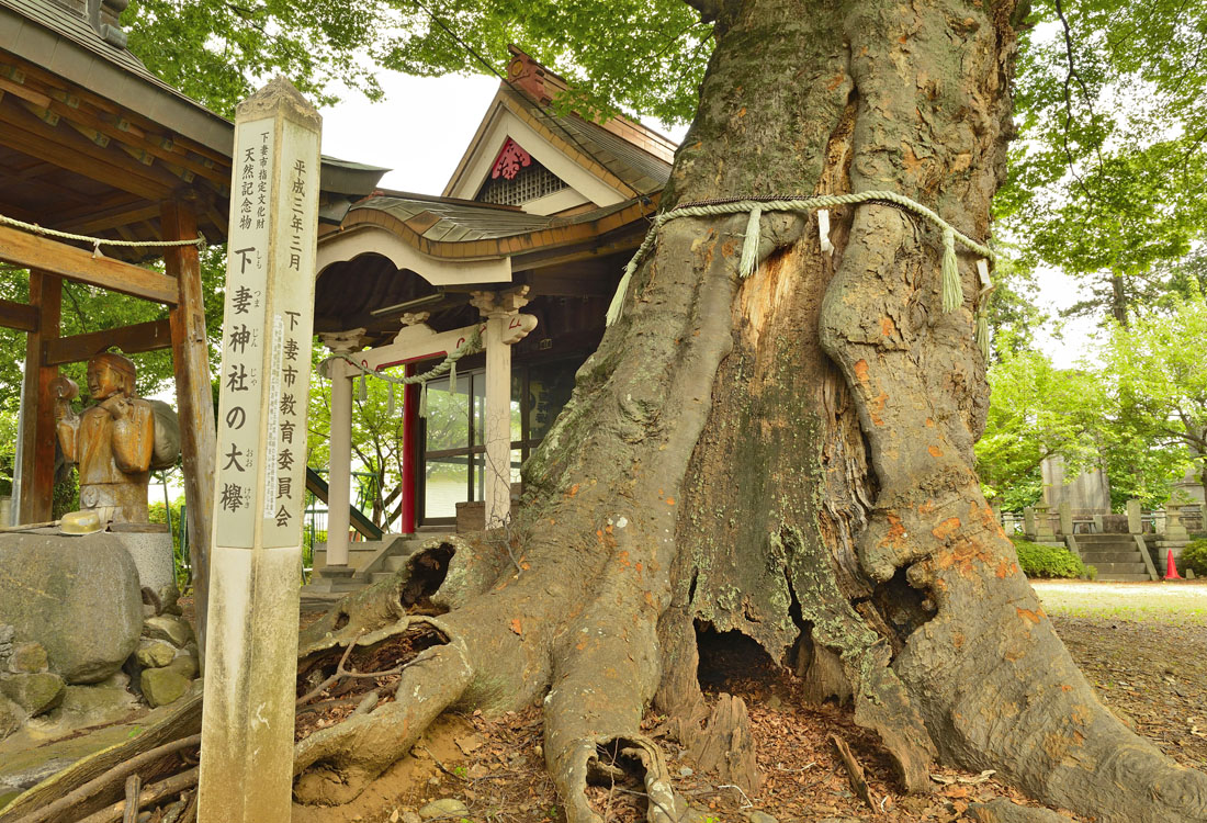 欅の根／樹齢木の根 ケヤキの根（続） | 緑の環境委員会