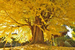 東漸寺のイチョウ-06