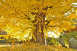 東漸寺のイチョウ-07