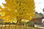 東漸寺のイチョウ-08