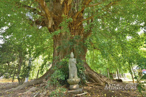 東漸寺のイチョウ-01