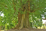 東漸寺のイチョウ-07