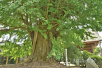 東漸寺のイチョウ-08