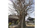 東漸寺のイチョウ-12