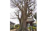 東漸寺のイチョウ-13