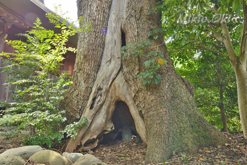 東漸寺のクスノキ-01