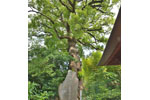 東漸寺のクスノキ-05