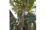 東漸寺のクスノキ-11