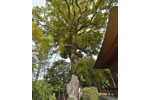 東漸寺のクスノキ-12
