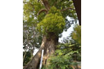 東漸寺のクスノキ-13