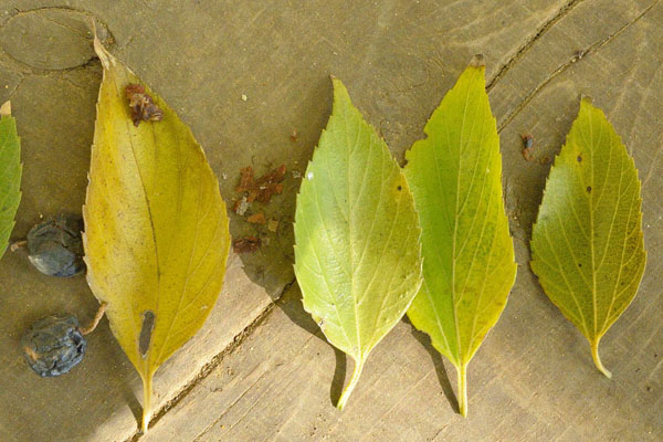 cm-旧取手宿本陣染野家住宅のムクノキ-02