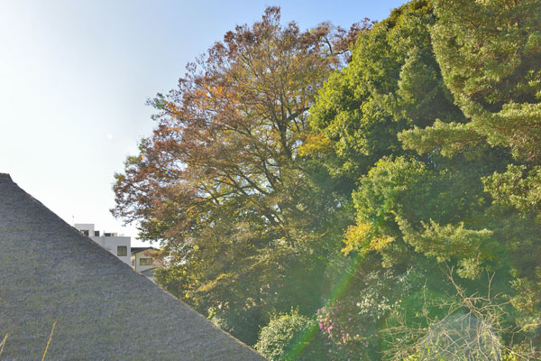 cm-旧取手宿本陣染野家住宅のムクノキ-04