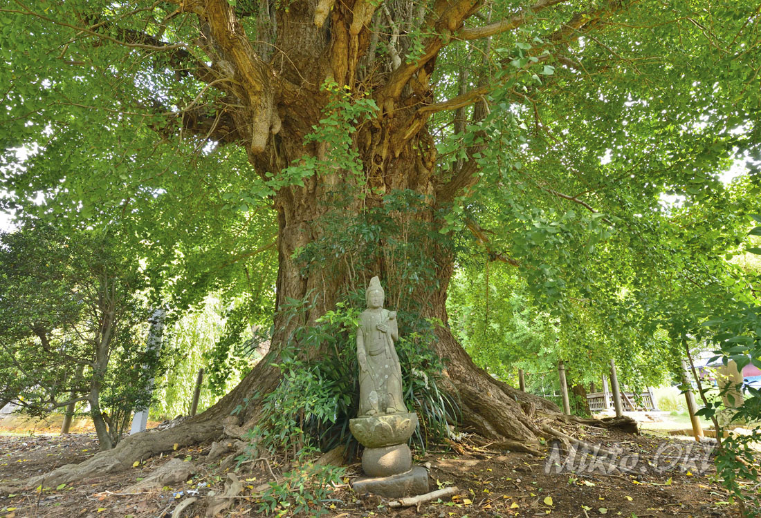 茨城県の巨木 東漸寺のイチョウとクスノキ