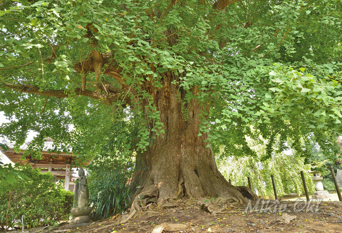 イチョウの木 更埴中央公園のイチョウ並木 すっかり黄色の絨毯です🟨 今日は朝