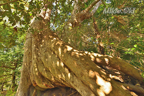 旧取手宿本陣染野家住宅のムクノキ-01