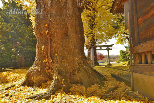 神浦水神社のイチョウ-01