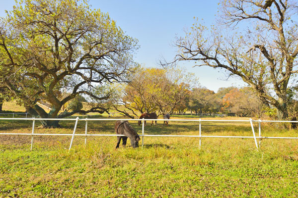 cm-小貝川河川敷 (椚木)-01