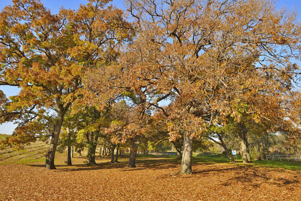 cm-小貝川河川敷 (椚木)-03