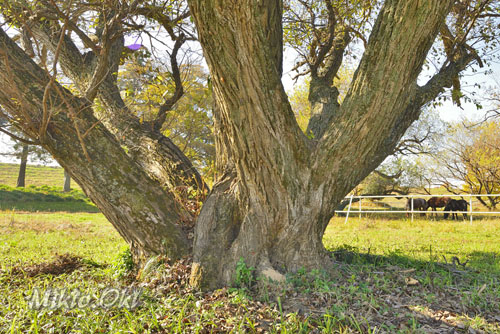 小貝川 (椚木) のアカメヤナギ-01