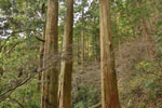 筑波山の巨木たち-02